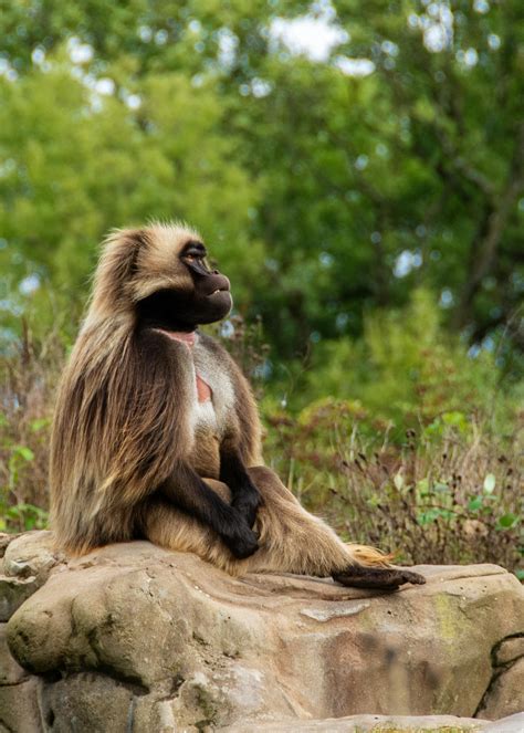 Goofy Monkey Photos Download The Best Free Goofy Monkey Stock Photos