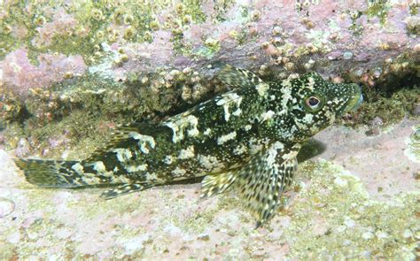 Eastern Kelpfish Fishes Of Cabbage Tree Bay Aquatic Reserve Sydney