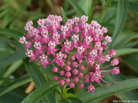 Asclepias Incarnata Swamp Milkweed Minnesota Wildflowers