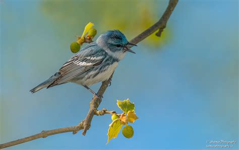 Cerulean Warbler Salman Photography