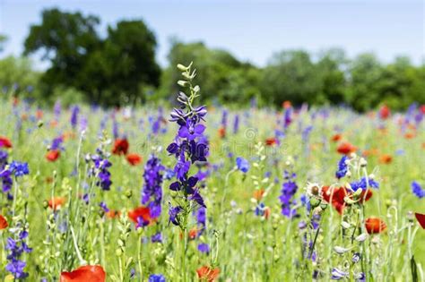 Larkspur Flower Seeds - Etsy