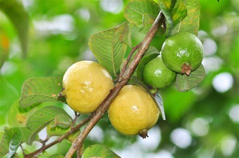 Buy Guava Fruit Tree Online | Eureka Farms