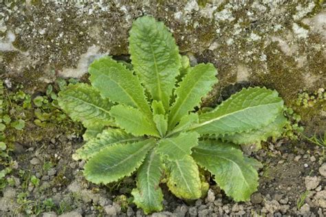 Éliminer les adventices 5 solutions naturelles au jardin