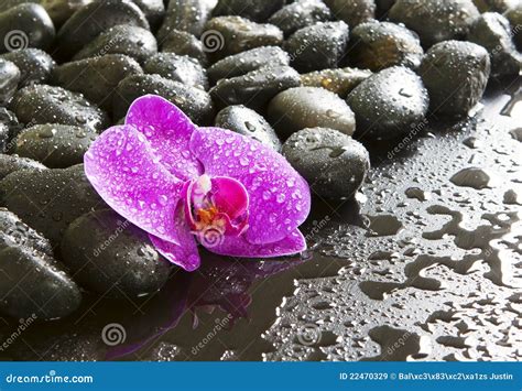 Orqu Dea Rocas Y Gotitas De Agua P Rpuras Hermosas Imagen De Archivo