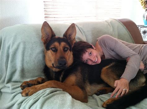 1 Year Old German Shepherd Size