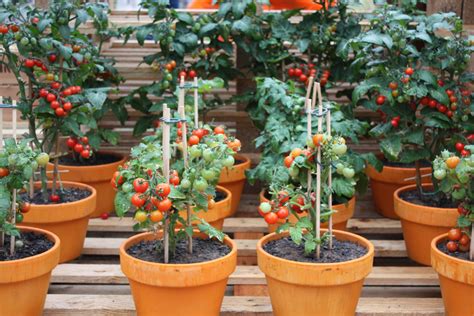 Best tomatoes to grow indoors - Pros of indoor tomato plants ...