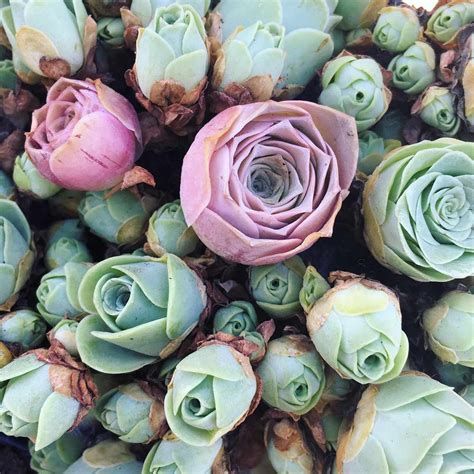 Everything You Need to Know About Rose Succulents—Including Where to ...