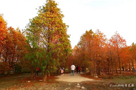 【台中后里】泰安落羽松新秘境｜落羽松正火紅，浪漫場景好像來到國外，近泰安國小泰安派出所！20171226最新落羽松情報