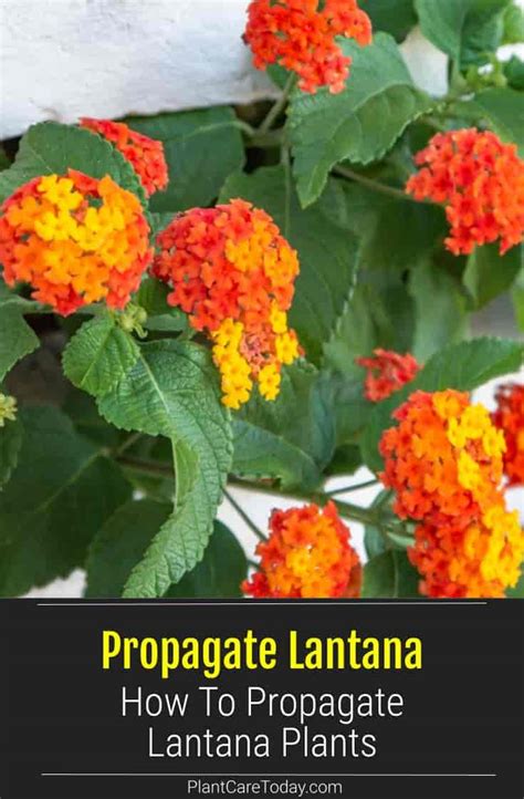 How To Propagate Lantana Plants 3 Ways Epic Gardening