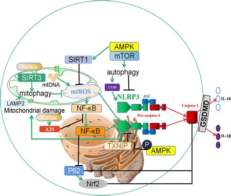 The Crosstalk Between Autophagy And Pyroptosis Sirt Induces The