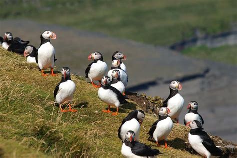 Puffin And Volcano Tour In Vestmannaeyjar Guided By Ebbi