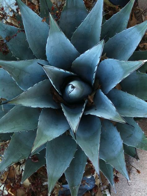 Blue Agave Plant in a Natural Setting