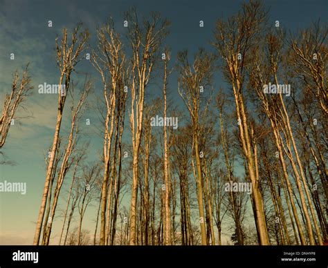 Tall Poplar Trees Hi Res Stock Photography And Images Alamy