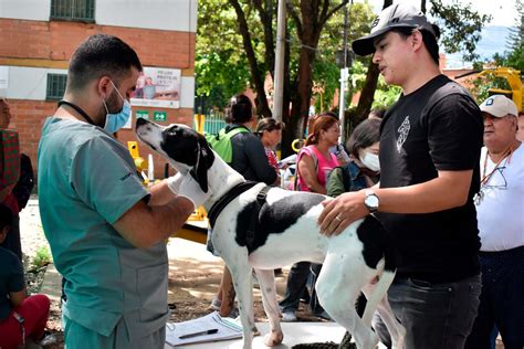 Avanzan Las Jornadas De Esterilizaci N De Perros Y Gatos