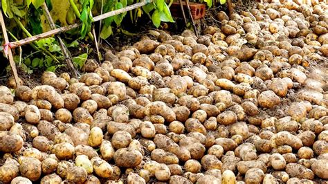 Growing Potatoes At Home Is A Lot Of Tubers And Easy For Beginners