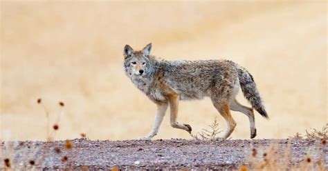 Coyote Habits - AnimalBehaviorCorner