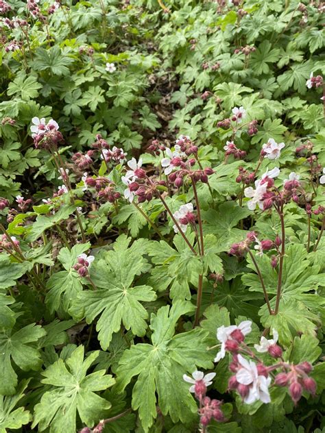 Geranium Macrorrhizum Album Beth Chattos Plants