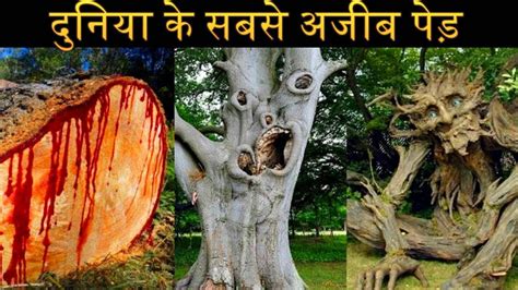 दुनिया के 5 सबसे अजीब पेड़ Top 5 Strangest Trees All Around The World