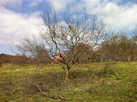 Culinary Types: The Old Apple Orchard at Restoration Farm