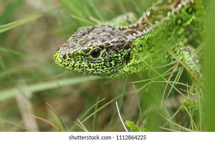 444 Sand Lizard Uk Images, Stock Photos & Vectors | Shutterstock