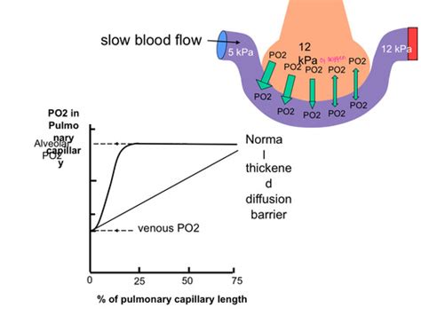 Alveolar Gases And Diffusion Flashcards Quizlet