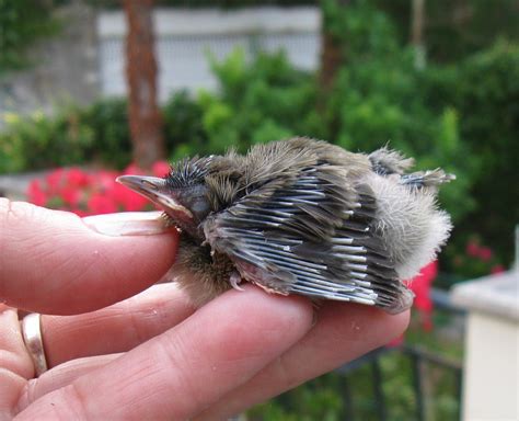 Aiuto Urgente Uccellino Caduto Dale Nido Natura Mediterraneo Forum