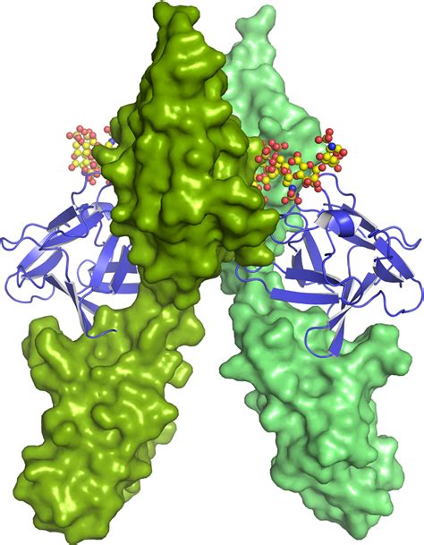 Gene Cloning And Vector Design Basic Fibroblast Growth Factor Clipart