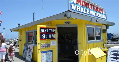 5 BEST Things about Whale Watching Monterey