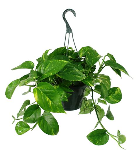 Golden Pothos Houseplant Large Hanging Basket Chelsea Garden Center