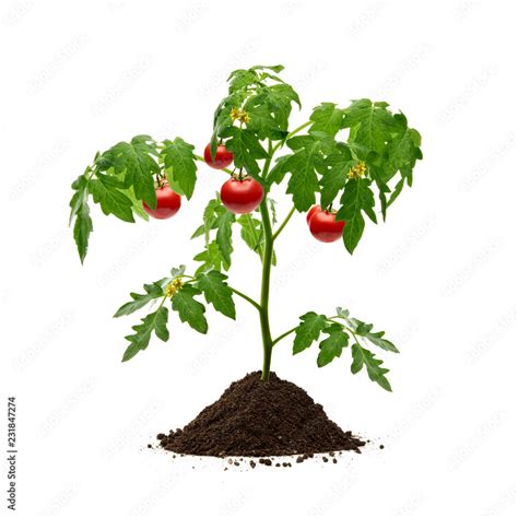 Tomato Plant With Soil Isolated On White Background Stock Photo Adobe