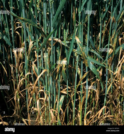 Septoria leaf spot (Septoria tritici) disease damage to wheat crop in ...