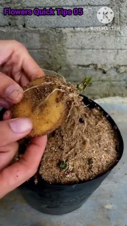 How To Grow Potatoes At Home With Full Updates Youtube