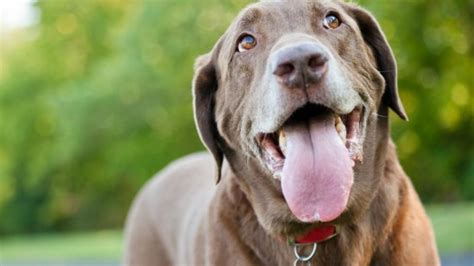 Mouth Cancer Amelobastoma In Dogs Petmd