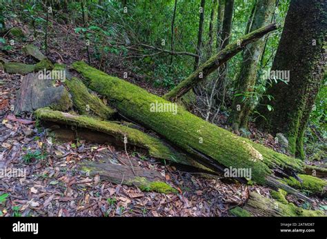 Escena Forestal Con Tronco De Rbol Viejo Cubierto De Musgo Verde