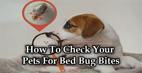 How To Check Your Pets For Bed Bug Bites Pestong Pest Control