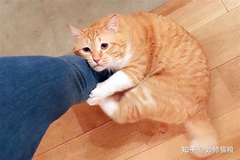 猫咪对你撒娇的10个表现，如果没见过，说明你养猫真失败 知乎