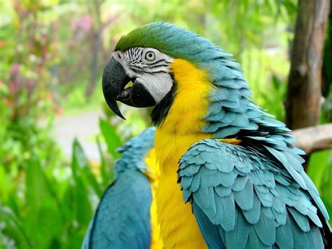 Bird Pictures Blue And Yellow Macaw Ara Ararauna By Htop