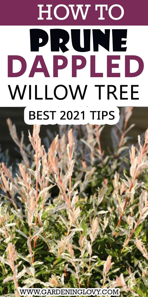 13 Best Techniques How To Prune Dappled Willow Tree Artofit