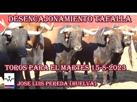 Desencajonamiento Tafalla Toros Ganader A Jose Luis Pereda