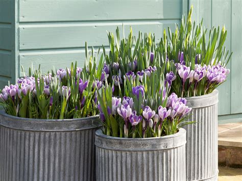 7 Best Flowers To Plant in February For A Colorful Backyard | Livingetc
