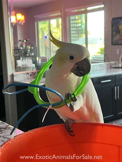 Lesser Sulfur Crested Cockatoo For Sale Buddy For Sale