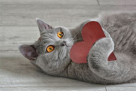 20 Cats Who Want To Be Your Valentine This Valentine S Day [pictures] Cattime Valentines Day