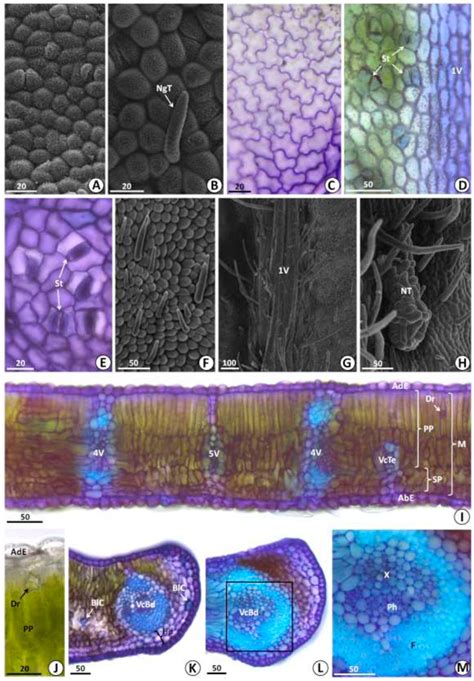 Scielo Brasil Structural Characterisation Of The Leaf Of Bauhinia