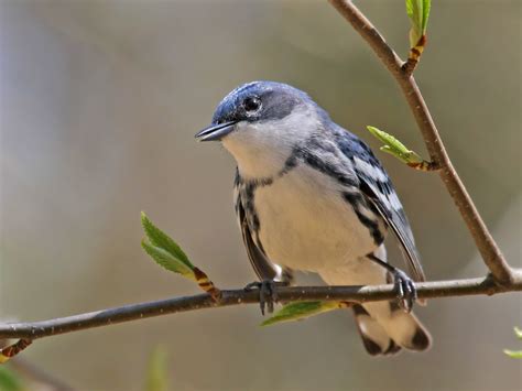 Cerulean Warbler Ebird