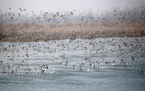 High Court Seeks Status Of 7 Wetlands Declared Ramsar Sites In J K Ladakh