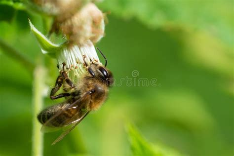 Abeja Miel Recolectando Polen De Flores Imagen De Archivo Imagen De