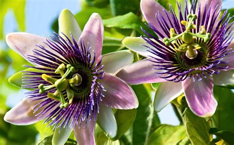 Le Virtù Della Passiflora Il Fiore Della Passione