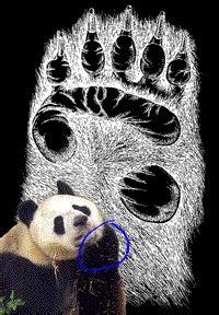 Adaptations - The Giant Panda