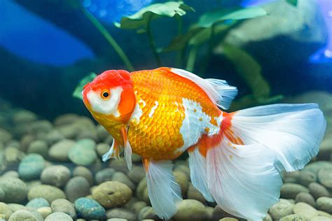 Goldfish Care: Tank Setup, Diet, Lifespan & More | FishTrivia