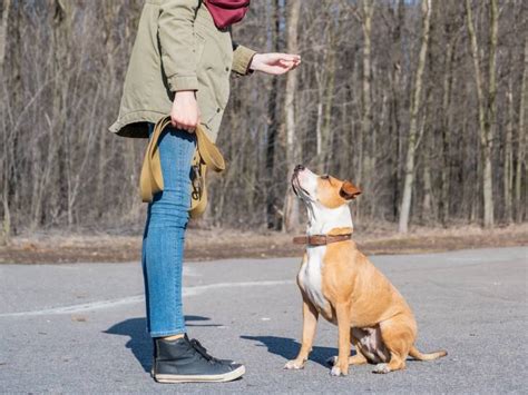 Apprendre les ordres de base à son chien assis debout couché